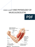 Anatomy and Physiology of Musculosceletal