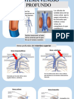 Sistema Venoso Profundo