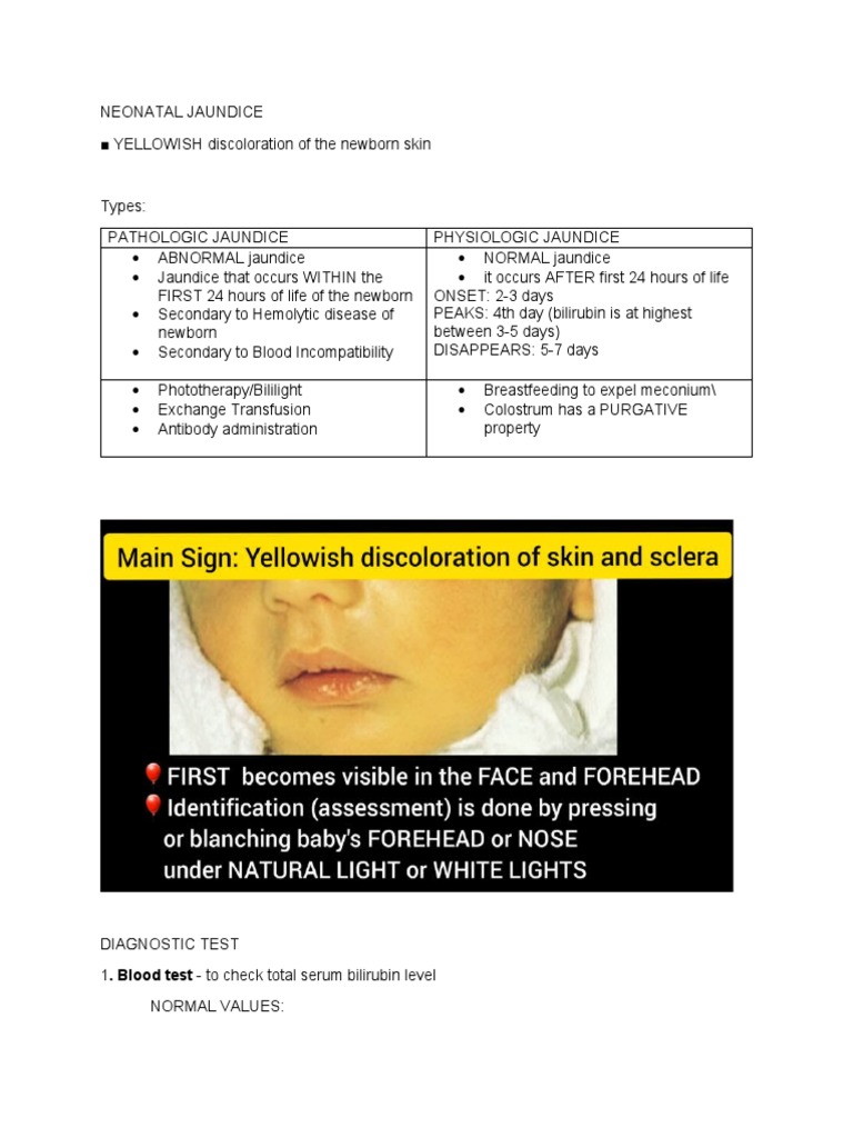AN Neonatal Jaundice PDF Breastfeeding Hematology