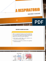 Sistema Respiratorio