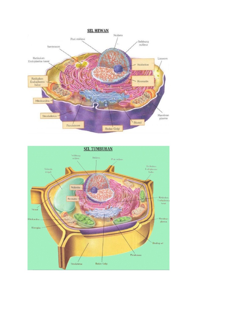 Gambar Sel Tumbuhan Dan Sel Hewan | PDF