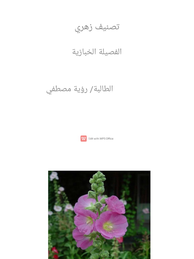 الخبازية | PDF