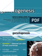 2 Gametogenesis