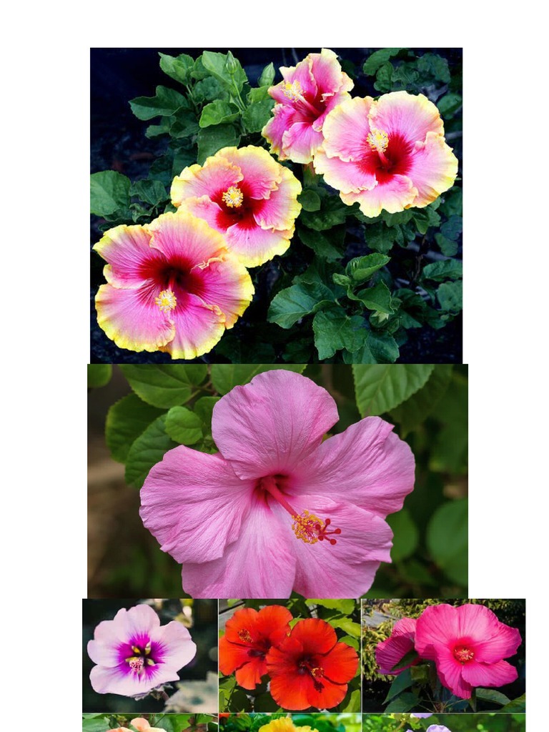 Hibiscus | PDF