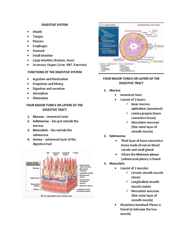 Overview of the Human Digestive System | PDF | Human Digestive System ...