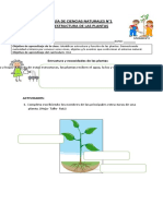 Ciencias-3ºB-GUÍA-Estructuras-de-las-plantas Aniii