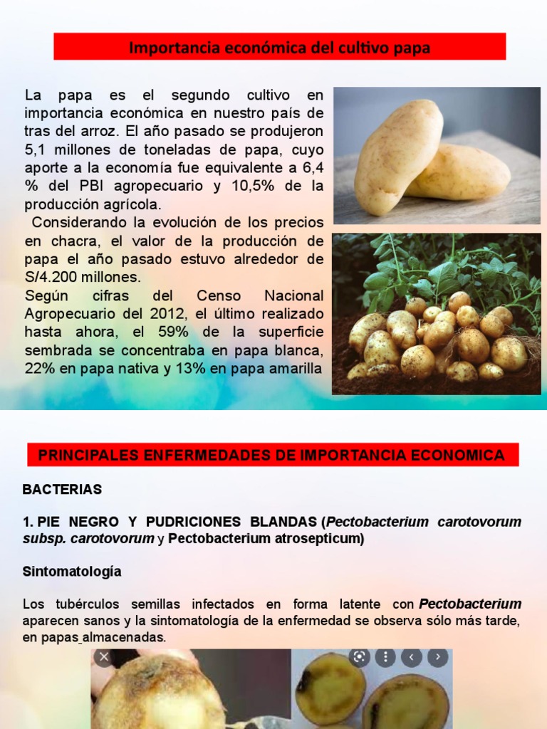 Exposicion El Cultivo De Papa Pdf Patata Plantas