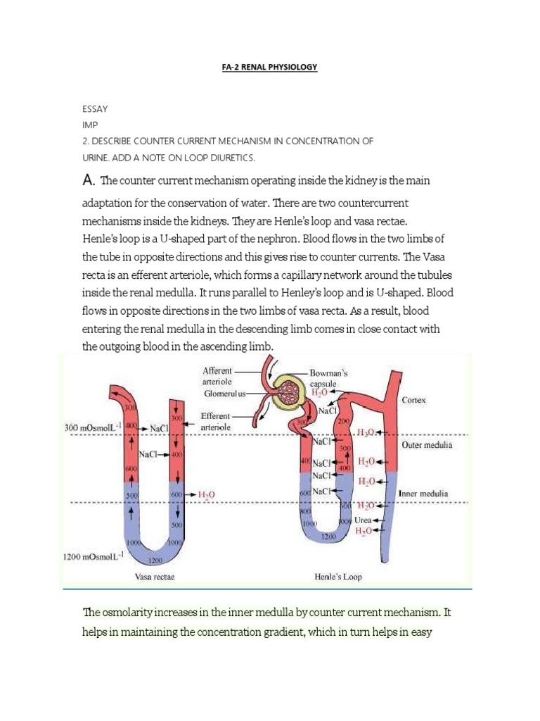 CCM Loop Diuretics | PDF