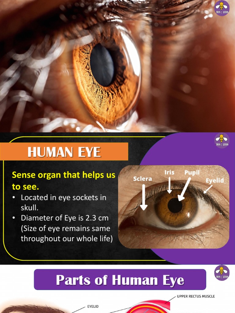 Eye and Colourful World Notes | PDF | Eye | Human Eye