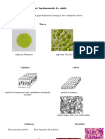 Tipuri fundamentale de celule ANEXA1