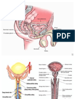 Anatomi Penis 2
