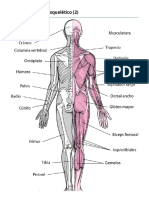 Músculos - Trastornos de los huesos, articulaciones y músculos - Manual MSD versión para público general (1)