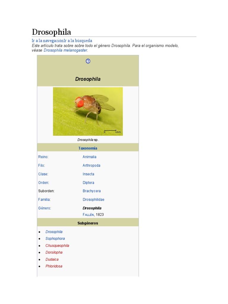 Drosophila melanogaster y su taxonomía | PDF | Mosca | Biología