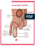 Es SC 169 Poster El Aparato Reproductor Masculino Ver 1