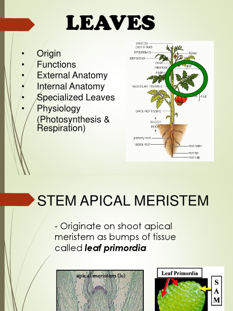 LEAVES | PDF | Leaf | Plant Stem