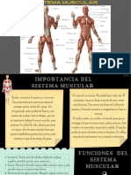 Sistema Muscular Compressed