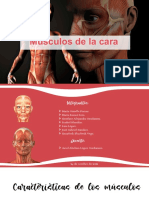 Músculos de La Cara