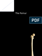 Femur