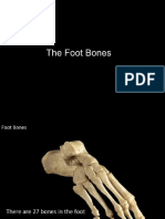 Foot