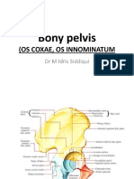 Pelvis