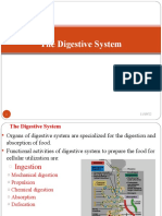 Digestive System: Organs, Functions & Histology