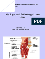 Anatomy of the Lower Limb
