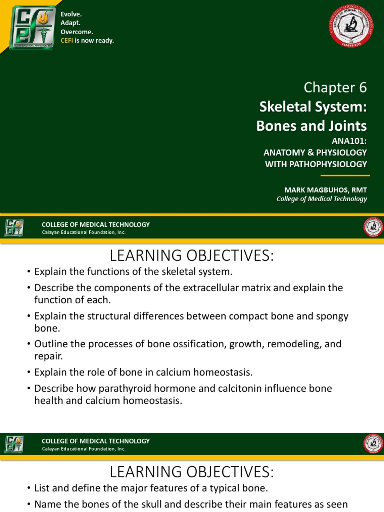 Niu0gf5ny Chapter+6+-+Skeletal+System | PDF
