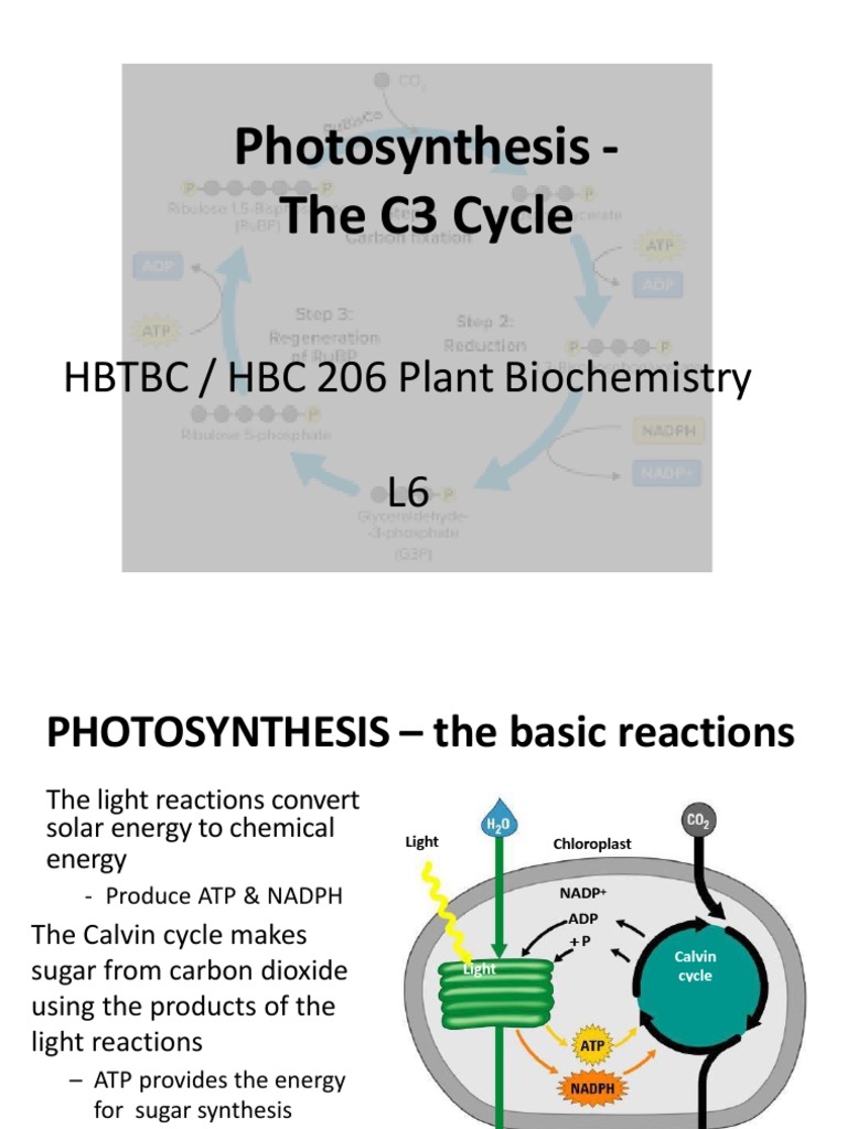 lunarglide 6 photosynthesis