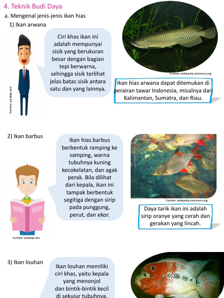 Teknik Budidaya Ikan Hias 1