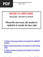 Maduva Spinarii - Modificat