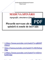 Maduva Spinarii - Modificat