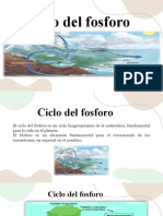 Ciclo Del Fosforo - Vargas_Percival