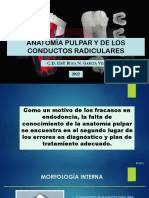 3 Anatomia Pulpar y de Los Conductos Radiculares 2022