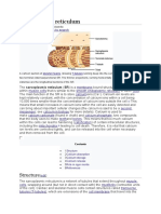 Sarcoplasmic Reticulum 3