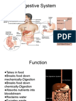 Digestive System Overview