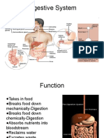 Digestive System Functions and Parts