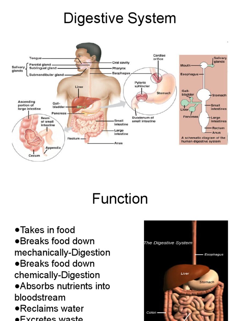 Digestive System Overview.ppt | PDF | Digestion | Stomach