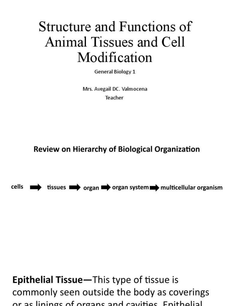 Structure and Functions of Animal Tissues and Cell Modification | PDF