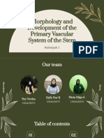 Morphology and Development of The Primary Vascular System of The Stem