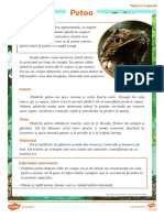 Animalele Din Padurea Tropicala - Fise Cu Informatii