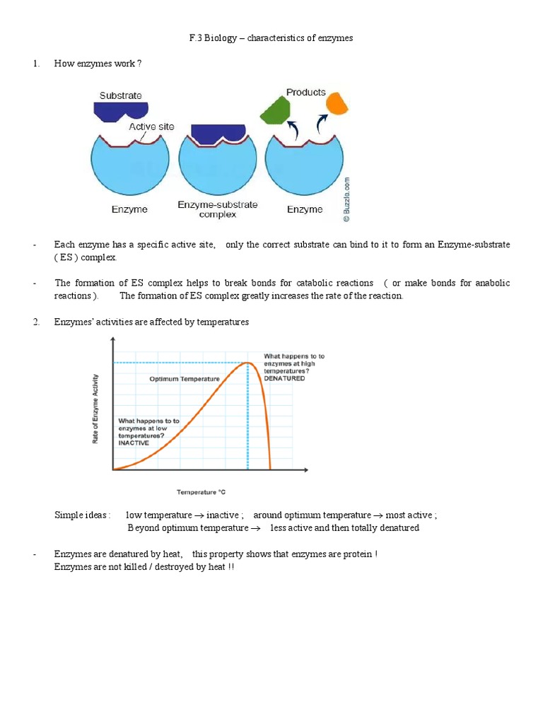 Characteristics of Enzymes | PDF | Science & Mathematics
