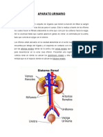 Aparato Urinario