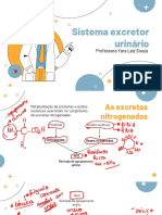 Sistema Excretor Urinario