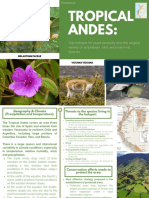 Tropical Andes - Rosebud