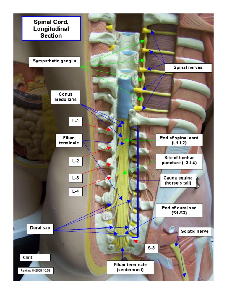 Longitudinal Section of Spinal Cord | PDF | History