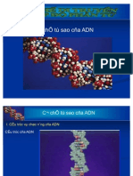 Co Che Tu Sao Cua ADN (Acid Nucleic &amp Protein)