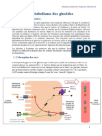 Métabolisme Des Glucides