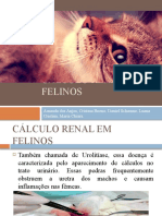 Cálculo renal em felinos: água, pH e equilíbrio mineral