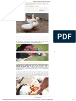 Producción comercial de pato - Alimentación, alojamiento y manejo