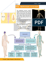 MODULE 3 THE NERVOUS SYSTEM-SECOND PART